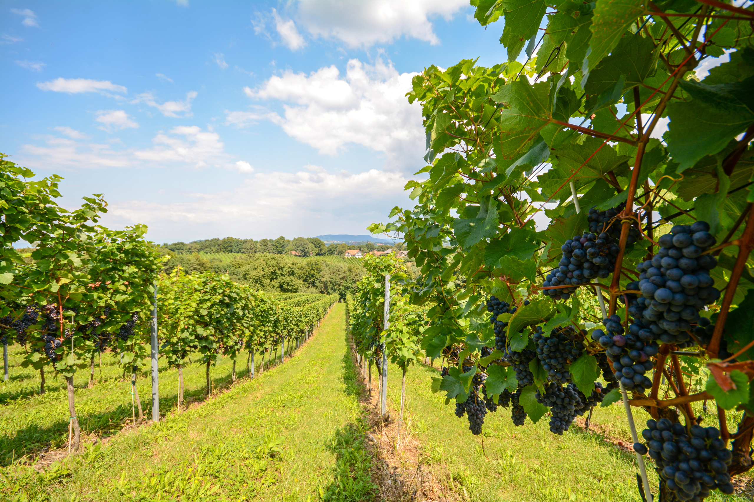 From Vineyards to Portfolios: Cultivating Long-Term Wealth